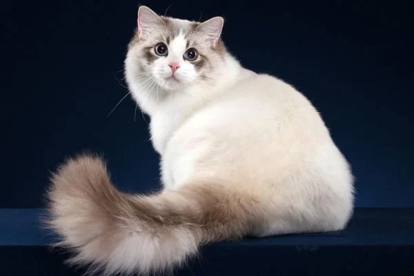 Ragdoll Kitten image 2