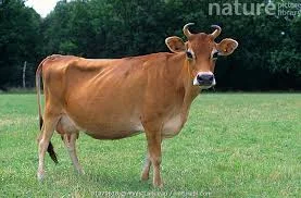 Jersey image 2