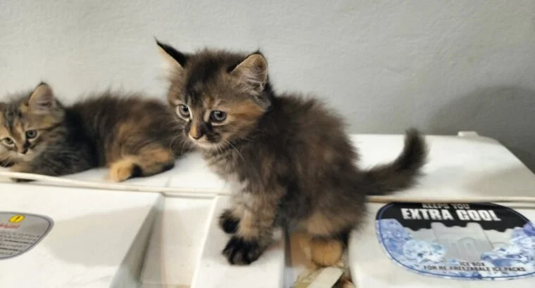 Persian kittens image 2