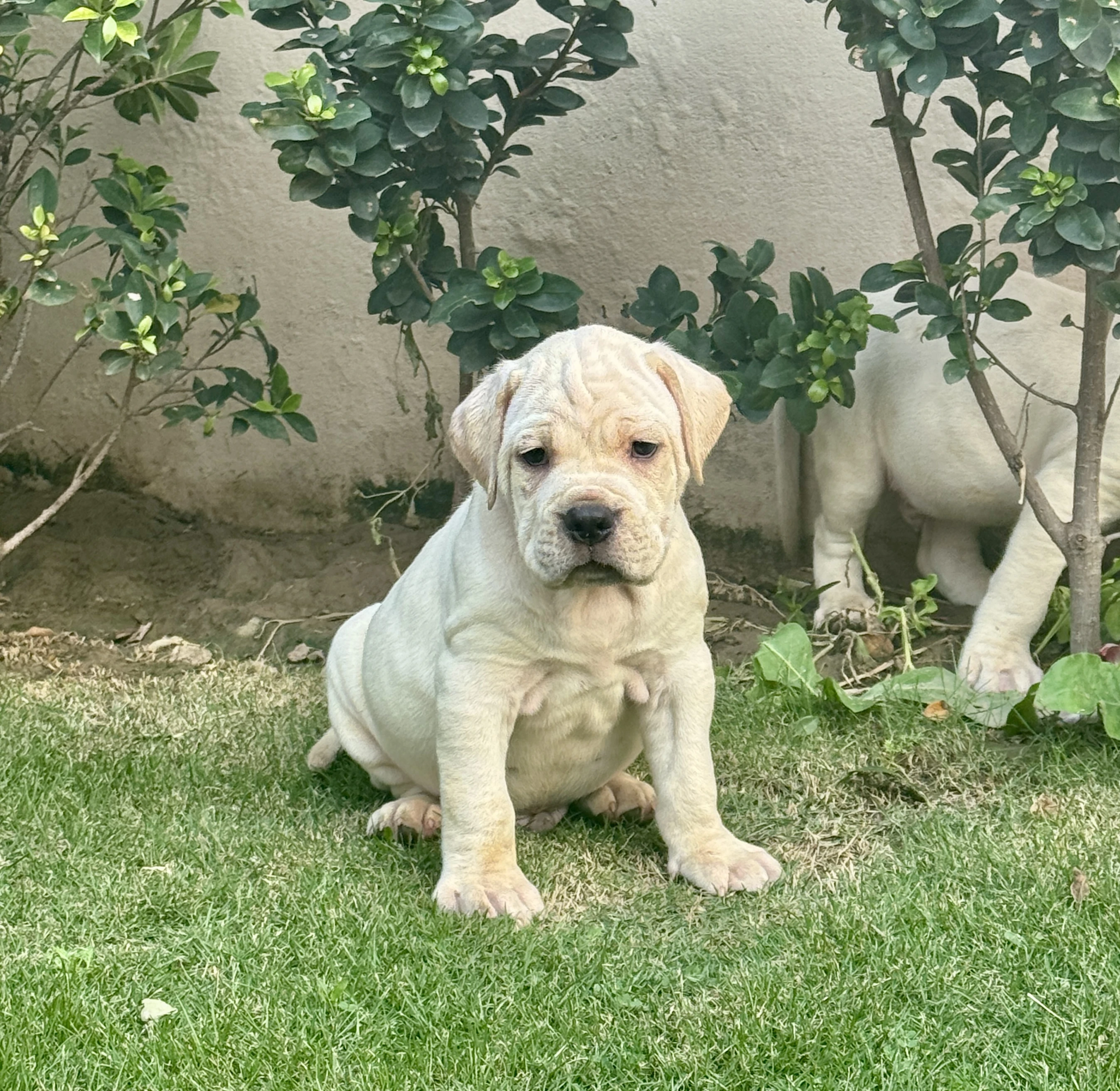 Cane Corso image 1