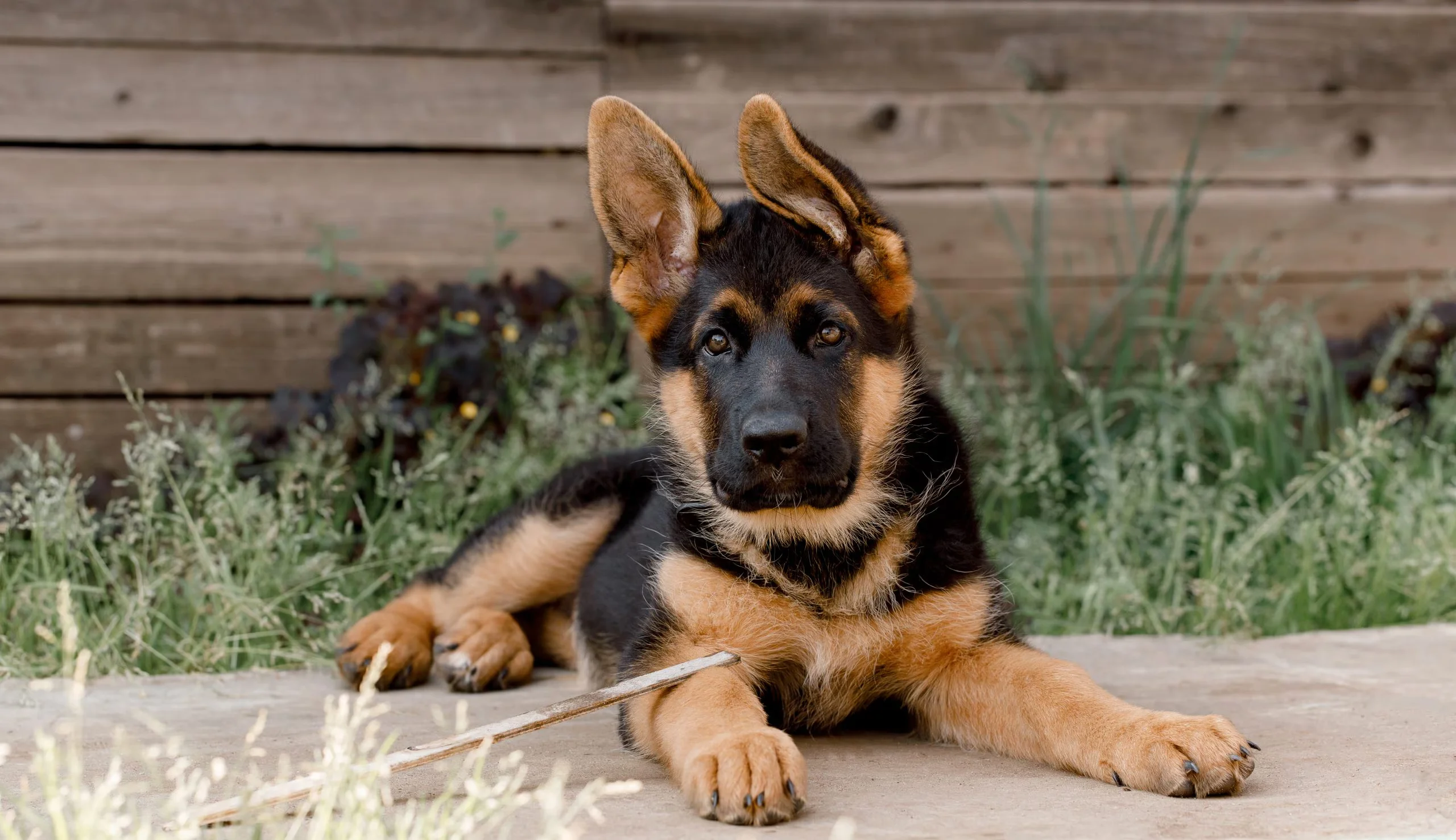 German Shepherd image 1