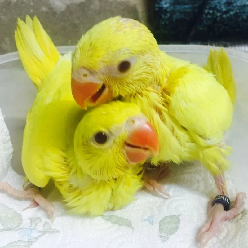 Yellow Ringneck Parrot Chicks | Yellow Parrot Baby image 1