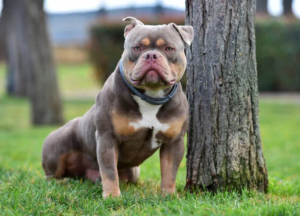 American bully image 1