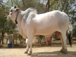 Sibi Bhagnari image 1